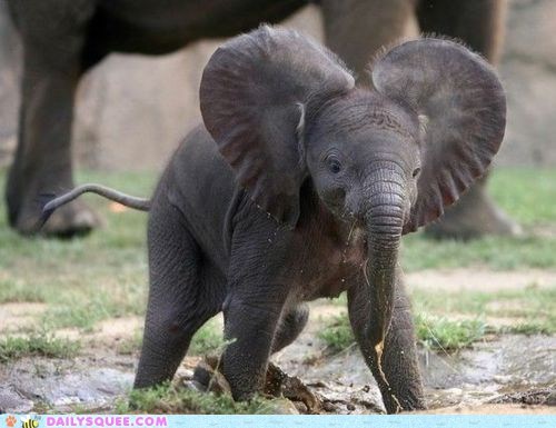 Daily Squee: Puddles! My Favorite!