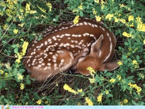 Hush, Deer