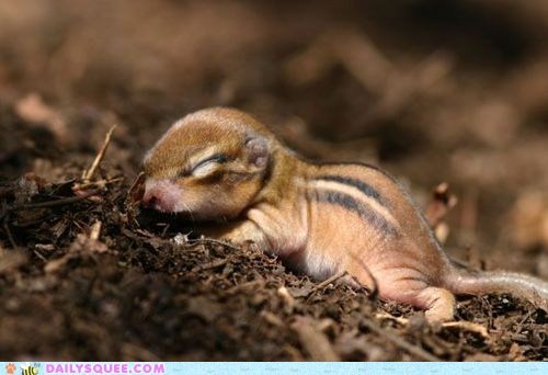 Chippy Squee