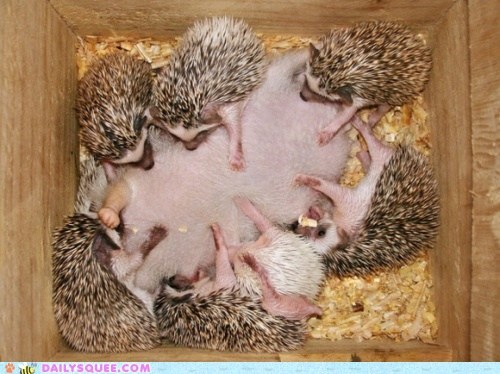 Daily Squee: Spiny Mealtime
