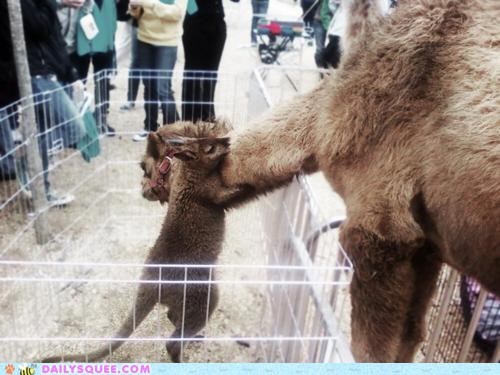 Interspecies Love: Alpaca Meets Kangaroo