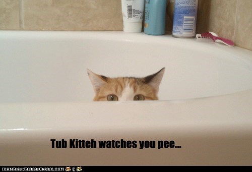 Tub Kitteh