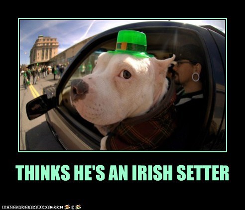 We All Irish Setturz on St. Paddy's Day!