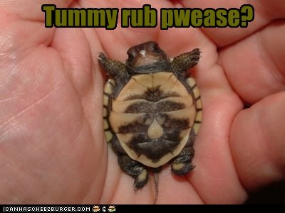 Animal Capshunz: Turtle Tummy
