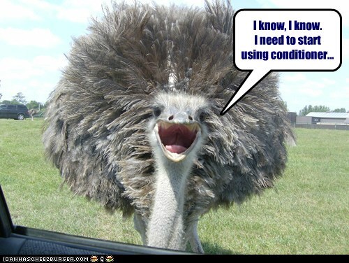 Beak and Shoulders Won't Cut It