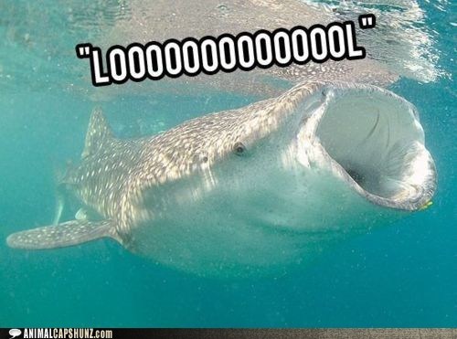 What's So Funny, Whale Shark?