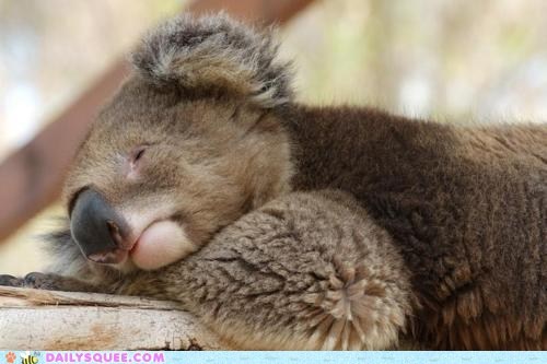 Squee Spree: Too. Much. Eucalyptus.