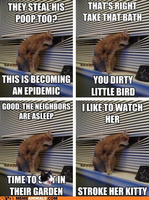 Animal Memes: Introducing Peeping Tomcat