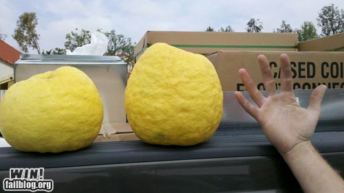 Giant Lemons WIN