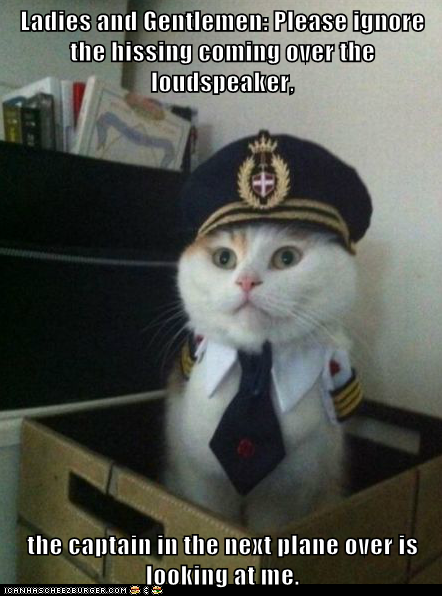 Animal Memes: Captain Kitteh - We May Have to Attack