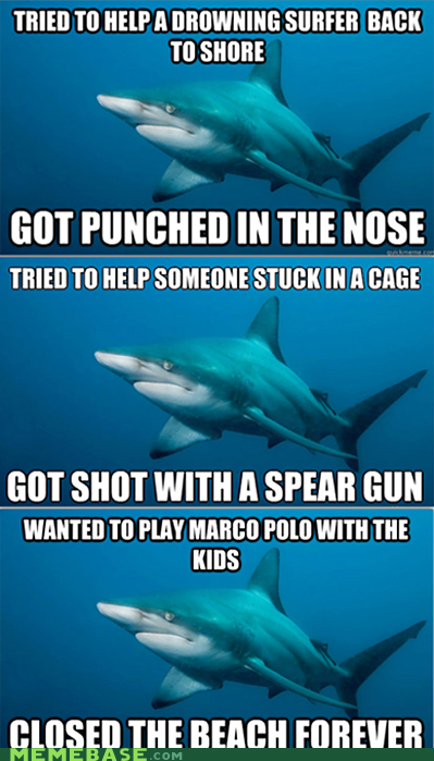 Misunderstood Shark