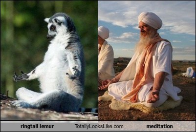 Ringtail Lemur Totally Looks Like Meditation