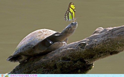 Daily Squee: Interspecies Love - Slow Down, Butterfly