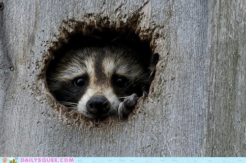 Squee Spree: I Can't Come Play Today