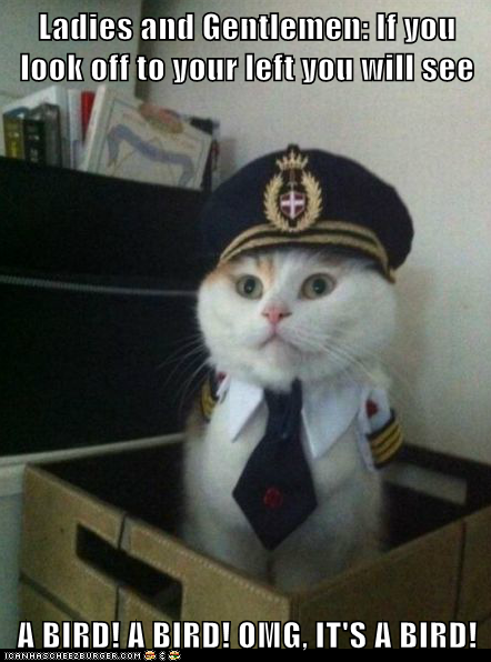 Animal Memes: Captain Kitteh - Slight Detour, Ladies and Gentlemen