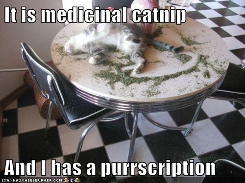 It is medicinal catnip  And I has a purrscription