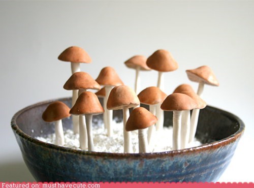 Epicute: Mushroom Sweets