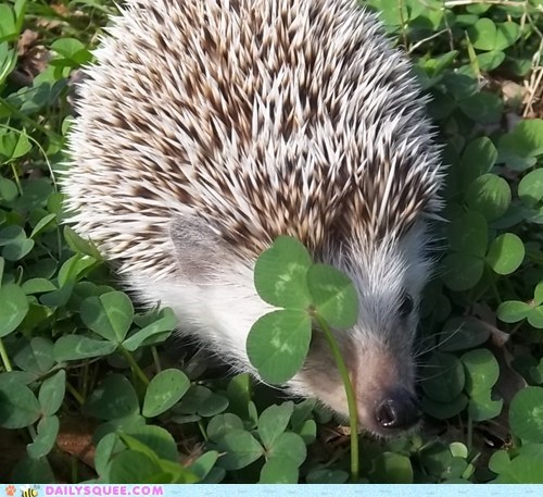 I Haz a Cloverz!