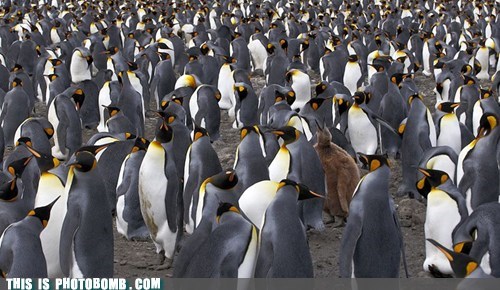 Lost in the Crowd