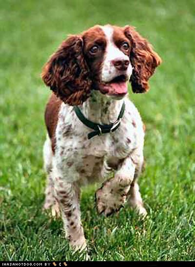 Goggie ob teh Week FACE OFF: English Springer Spaniel