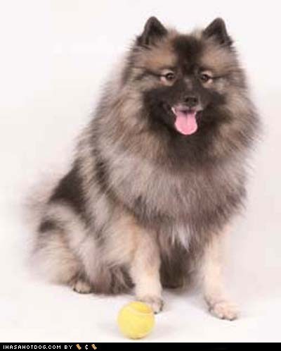 Goggie ob teh Week FACE OFF: Keeshond
