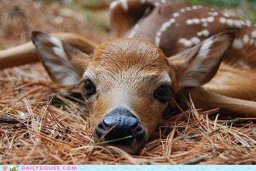 But I Am Le Tired!