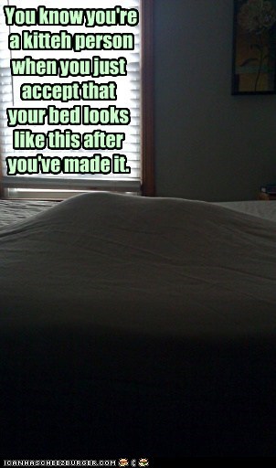 Lolcats: You Know You're a Kitteh Person When