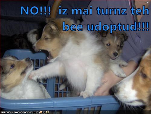 Cyoot Puppy ob teh day: Mine Turn 4 Udopshun!