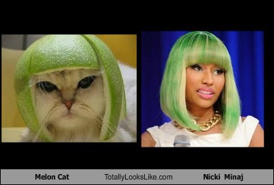 Melon Cat Totally Looks Like Nicki  Minaj