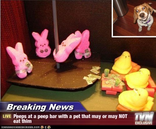 Breaking News - Peeps at a peep bar with a pet that may or may NOT eat thim