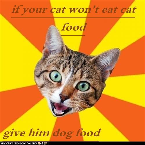 Bad Advice Cat: They're Both Animals Anyway