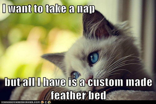 Animal Memes: First World Cat Problems - No Human's Clothes Anywhere