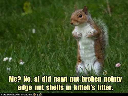 Me?  No,  ai  did  nawt  put  broken  pointy  edge  nut  shells  in  kitteh's  litter.