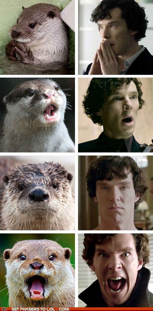 Otters who Look Like Benedict Cumberbatch