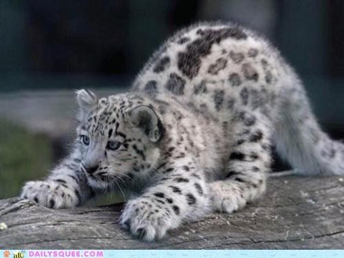 Downward Facing Leopard 