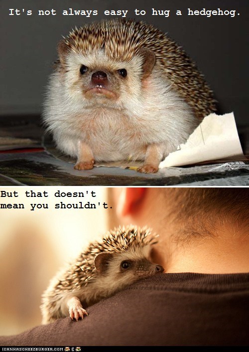 This Life Lesson Brought to You by Hedgehogs!
