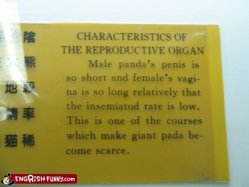 The Real Reason Pandas Are Endangered