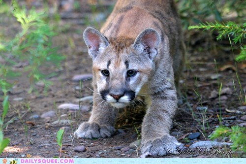 Squee Spree: All Paws
