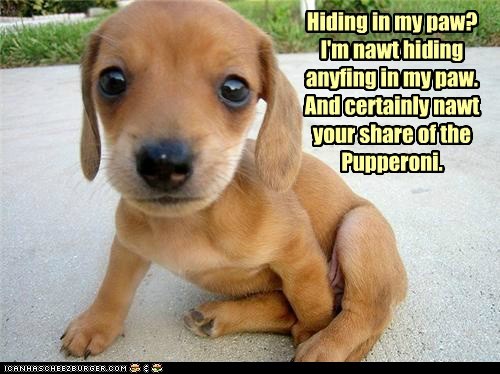 Cyoot Puppy ob teh Day: I certainly believe him!
