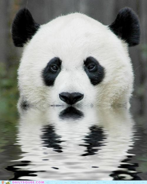 Bathing Panda