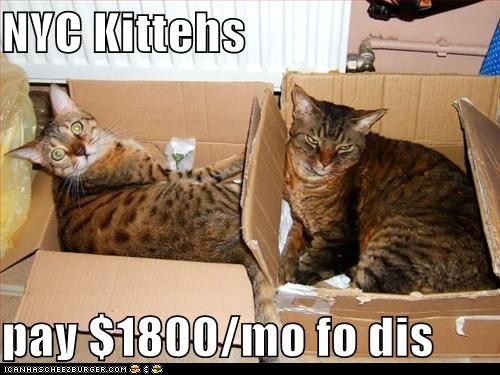 Classic LOLcat