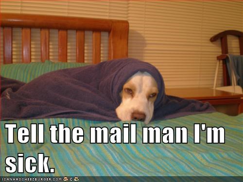 I Has A Hotdog: Da Mail Man Will Understand