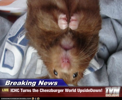 Breaking News - ICHC Turns the Cheezburger World UpsideDown!