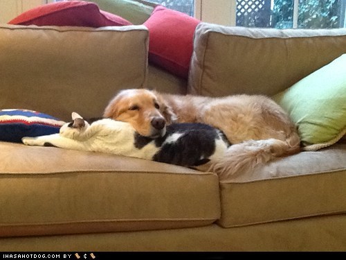 Kittehs R Owr Friends: No Bones Means Bettur Fur Pillowz!