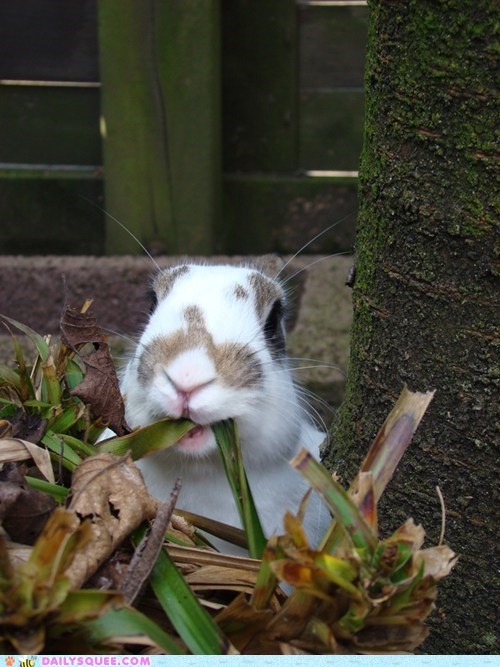 Tasty Yard Snack