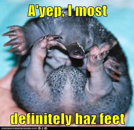 Baby Echidna Found His Feets