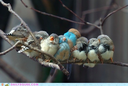 Daily Squee: Birdie Bundle