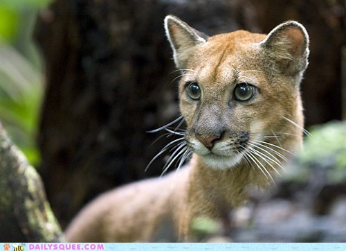 Squee Spree: Awkward Adolescence