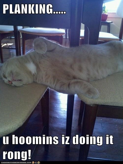 PLANKING.....  u hoomins iz doing it rong!