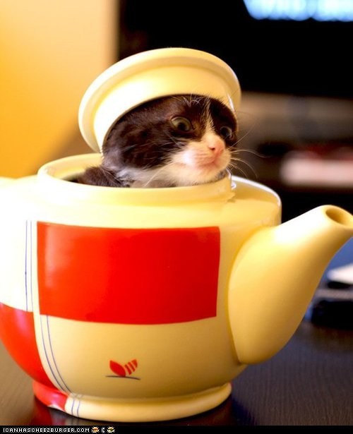 Cyoot Kitteh of teh Day: Iz a Widdle Teapot...